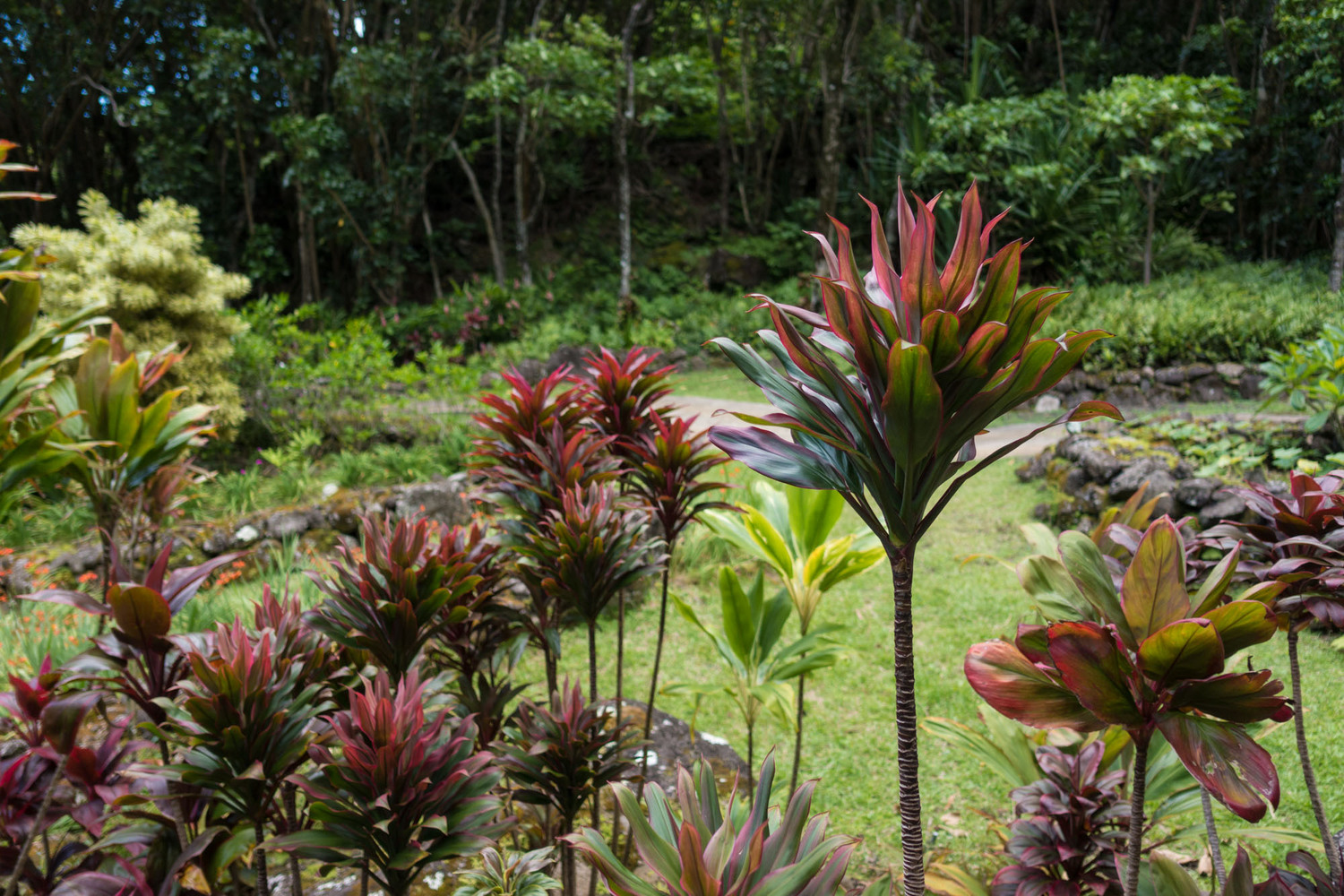 Ti (Cordyline fruticosa)