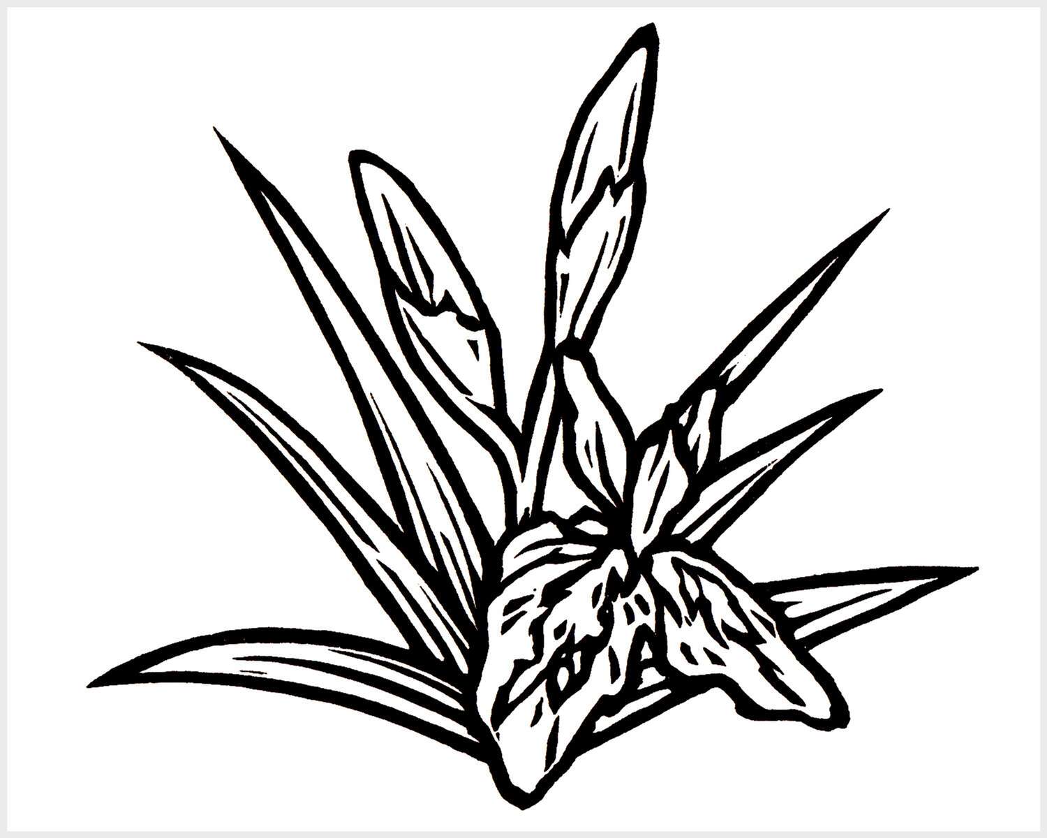 Black and white blockprinted iris cluster