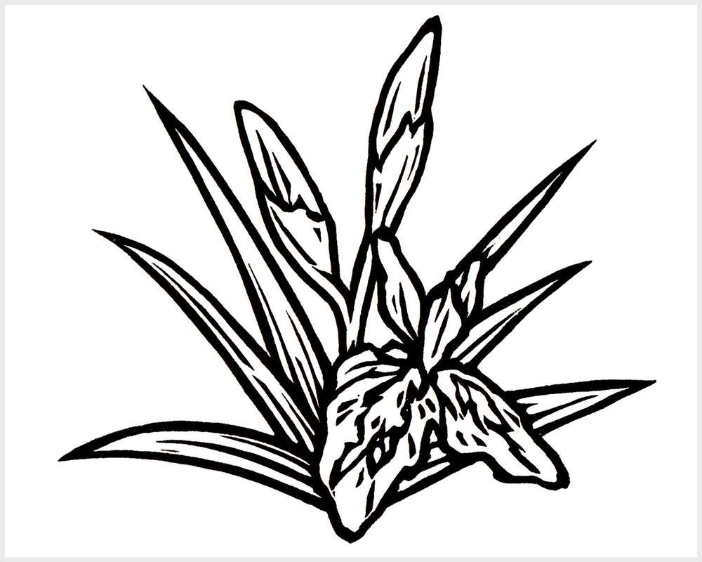 Black and white blockprinted iris cluster